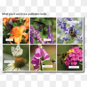 Viola, HD Png Download - foxglove png