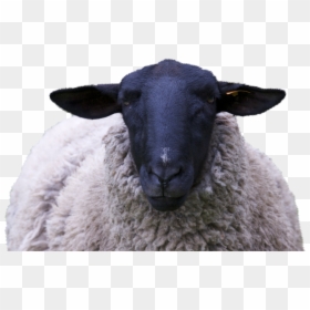 Sheep Black Face, HD Png Download - sheep head png