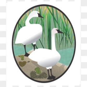 Water Bird, HD Png Download - white grass png