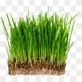 Grass - Semillas Germinadas De Pasto, HD Png Download - tall grasses png