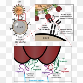 Antibodies Png, Transparent Png - antibodies png