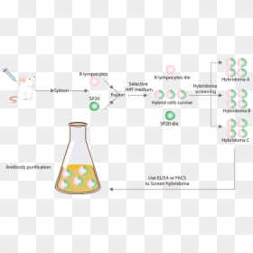 Elisa Monoclonal Antibody Screening, HD Png Download - antibodies png