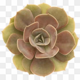 Echeveria "lolita""  Class= - Echeveria Lolita, HD Png Download - lolita png