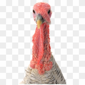 Turkey, HD Png Download - bird head png