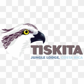 Tiskita Logo - Osprey, HD Png Download - bird head png