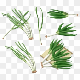 Leek Png - Welsh Onion, Transparent Png - onion plant png