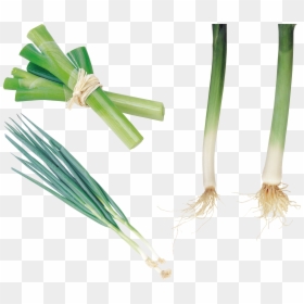 Leek Png - Leek, Transparent Png - onion plant png