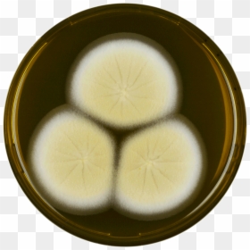 Aspergillus Parvulus Meaox - Manjū, HD Png Download - brown egg png