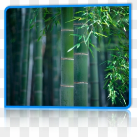 Painting Of Bamboo Forest , Png Download - Moso Bamboo, Transparent Png - bamboo forest png