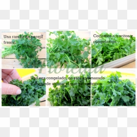 Arugula, HD Png Download - perejil png