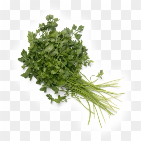 Parsley, HD Png Download - perejil png