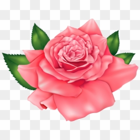 Flores Rosa Vermelha 3 Png - Rose Flowers Clip Art, Transparent Png - rosa vermelha png