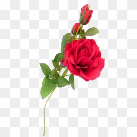 Garden Roses, HD Png Download - rosa vermelha png