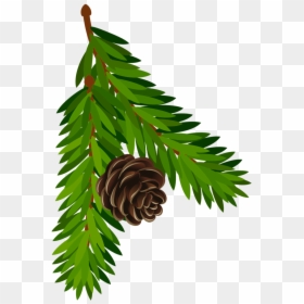 Transparent Pine Branch With - Spruce Branch Clipart Png, Png Download - pine bough png