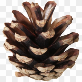 Conifer Cones Png - Pine Cone Transparent Background, Png Download - pine bough png