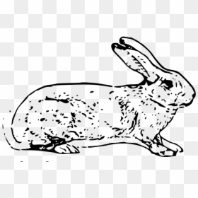 Free Vector Belgian Rabbit - White Rabbit Copyright Free, HD Png Download - rabbit vector png