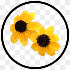 Yellow Flower Button - Black-eyed Susan, HD Png Download - black eyed susan png