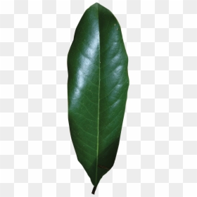 Magnolia Single Leaf , Png Download - Magnolia Leaf Png, Transparent Png - single green leaf png