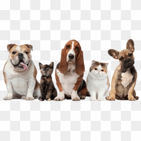 Vet Animals, HD Png Download - pet shop png