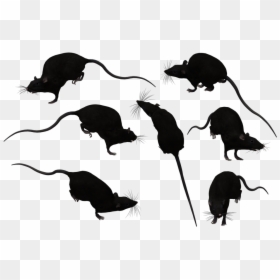 Brown Rat Mouse Black Rat Clip Art - Transparent Rats Silhouette, HD Png Download - white rat png