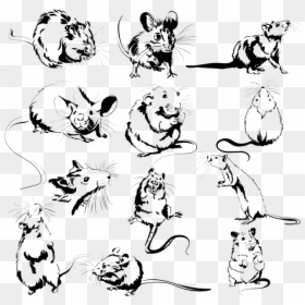 Cartoon, HD Png Download - white rat png