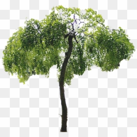 Psd Trees, HD Png Download - arboles animados png