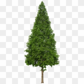 Transparent Douglas Fir Clipart - Conifers Non Flowering Plants, HD Png Download - douglas fir png