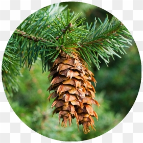 Douglas Fir, HD Png Download - douglas fir png