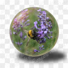 Viola, HD Png Download - esferas navideñas png