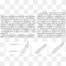 Document, HD Png Download - antena png