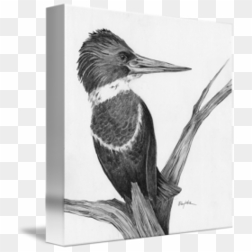 Ivory-billed Woodpecker, HD Png Download - kingfisher logo png