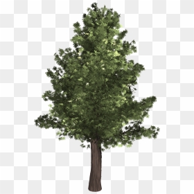 Oak Tree High Quality, HD Png Download - evergreen tree png