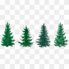 Fir Christmas Tree Clipart, HD Png Download - evergreen tree png