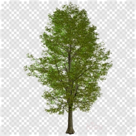 Kakyoin Noriaki Png, Transparent Png - evergreen tree png