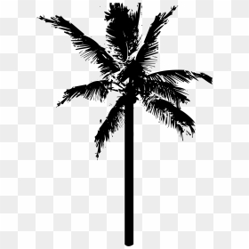 Coconut Palm Tree Icon, HD Png Download - tree icon png