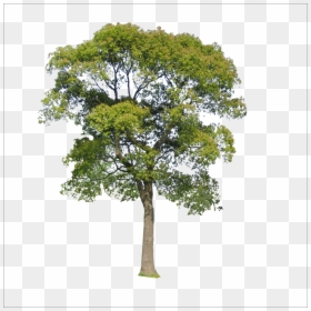 Tree Png Transparent, Png Download - tree icon png