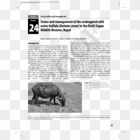 Rhinoceros, HD Png Download - water buffalo png