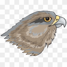 Eagle Head Eye Free Photo - Hawk Head Png, Transparent Png - eagle head vector png