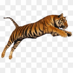 Tiger Jump Png Hd, Transparent Png - tigres png