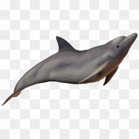 River Dolphin Baiji Bottlenose Dolphin - River Dolphin Png, Transparent Png - dolphin.png