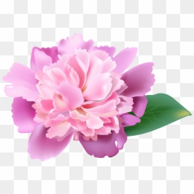 Peonies Clipart Realistic - Realistic Flower Clip Art, HD Png Download - pink carnation png