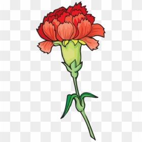Transparent Marigolds Clipart - Carnation Clipart, HD Png Download - pink carnation png