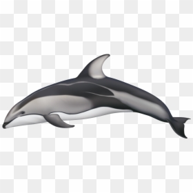 White Sided Dolphin Png, Transparent Png - dolphin.png