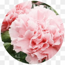 Outsidepride Carnation Rose - La France Carnation, HD Png Download - pink carnation png