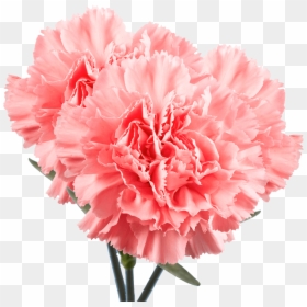 Pink Carnation Png, Transparent Png - pink carnation png