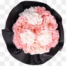 Carnation, HD Png Download - pink carnation png