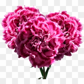 Pink Carnation Bouquets Wholesale Cheap Carnation Flowers - Carnation, HD Png Download - pink carnation png