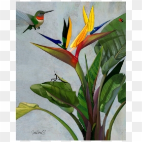 Watercolor Bird Of Paradise Humming Bird, HD Png Download - bird of paradise plant png