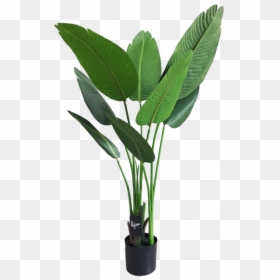Houseplant, HD Png Download - bird of paradise plant png