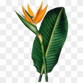 #sticker #leave #tropical #green #greenwhite #plant - Botanical Illustration Tropical Flowers, HD Png Download - bird of paradise plant png
